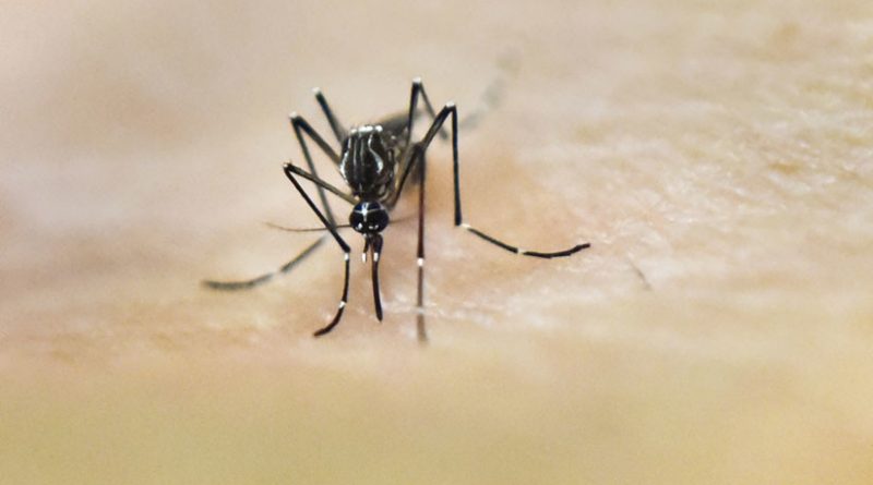 Brasil planea vacunar a toda la población ante la epidemia de fiebre amarilla
