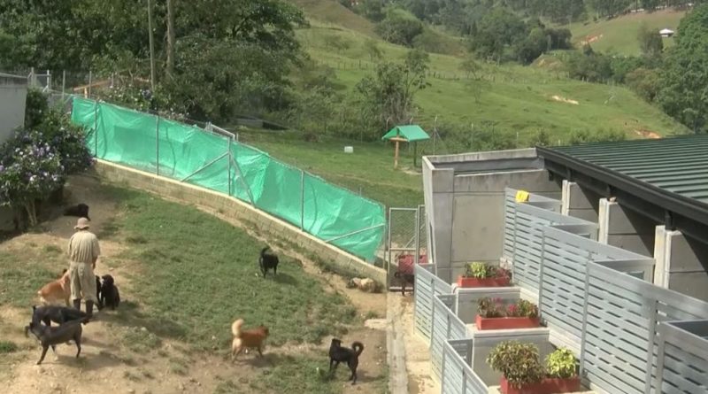 Medellín es pionera en atención a animales maltratados