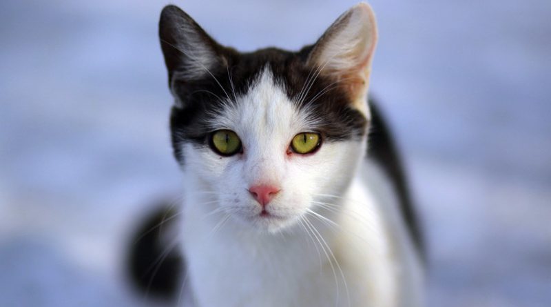 Una asombrosa serie de imágenes muestra cómo una gata negra se vuelve completamente blanca