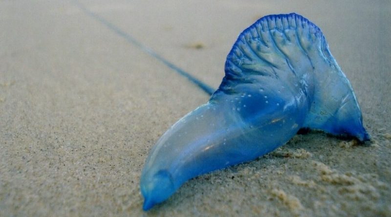 VIDEO: ‘Medusa’ venenosa de 2,5 metros asusta a un surfero australiano