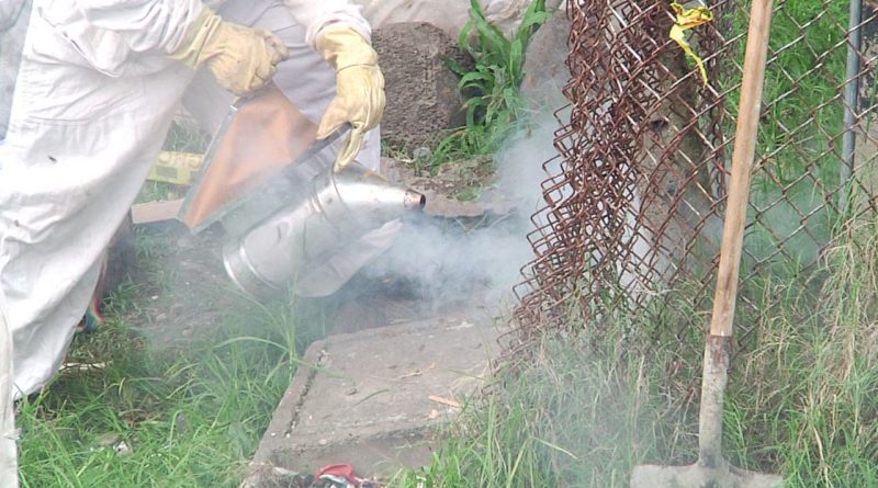 Fue retirado un enjambre de abejas en el barrio Doce de Octubre
