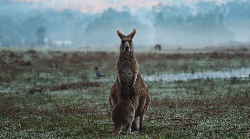 VIDEO: Captan en Australia un insólito ataque de un águila a un canguro adulto