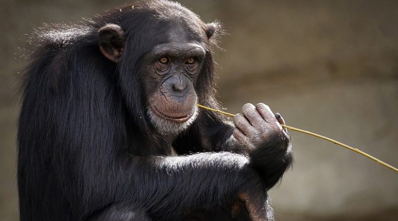 VIDEO: Chimpancé ‘enganchado’ a Instagram deja boquiabierta a la Red