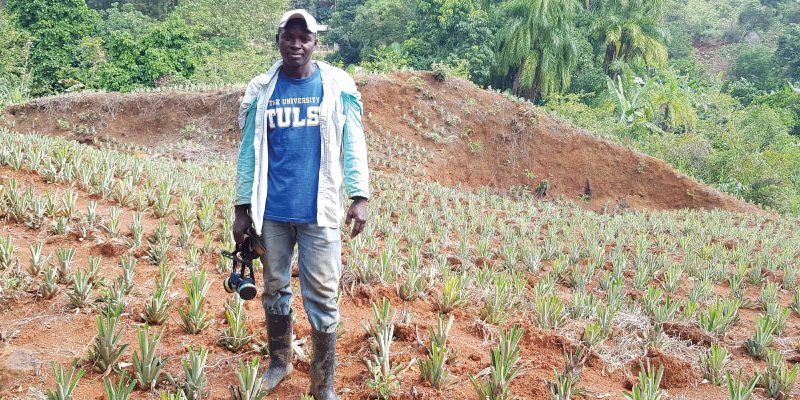 Nuevo Cauca invita a apoyar la producción de piña oro miel