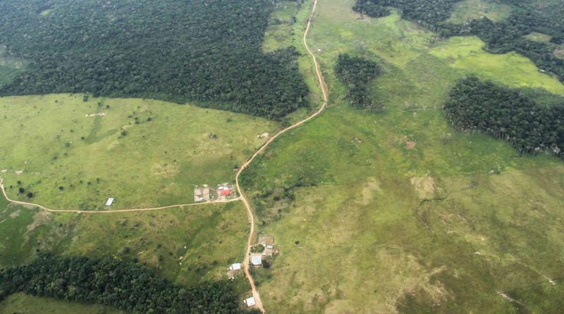 Debate mundial contra la deforestación se realizará en Bogotá