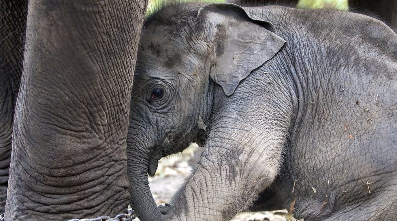 VIDEO Maltrato y altas temperaturas doblegan cría de elefante en Tailandia