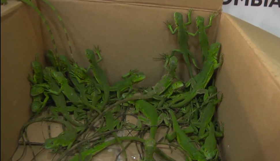 Policía Ambiental recuperó 176 especies de fauna silvestre en Medellín