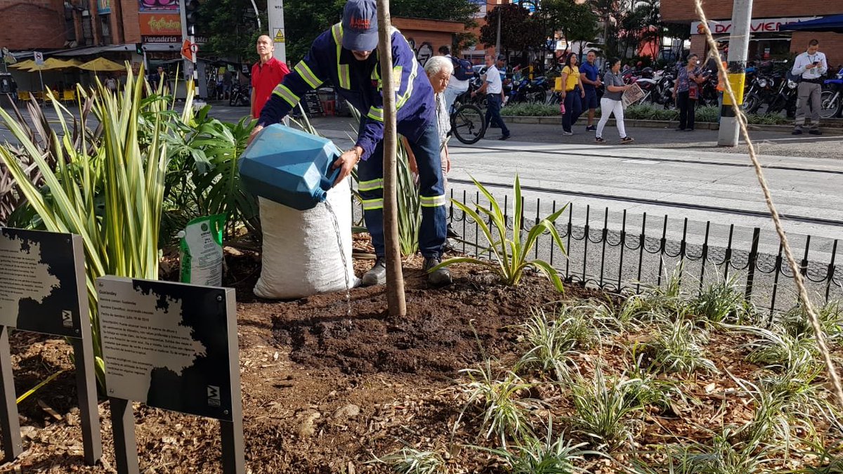 Metro de Medellín sembró nuevo árbol de Gualanday en Ayacucho