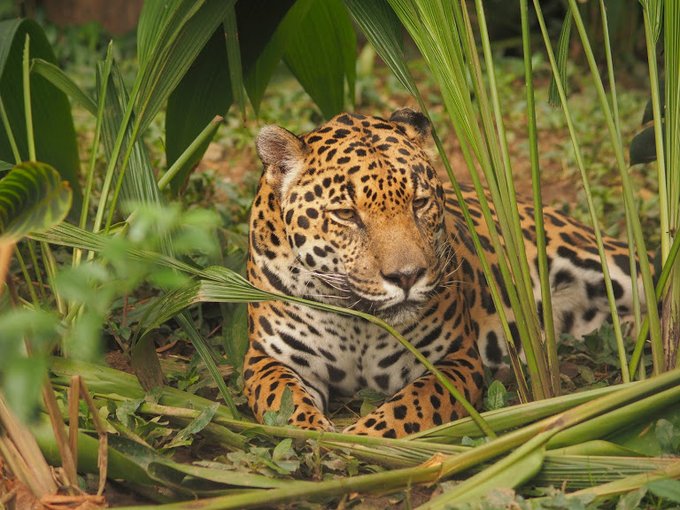 El Zoológico Santa Fe intenta mitigar el impacto de las altas temperaturas