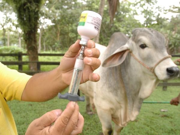 Hernando Sánchez espera que Colombia recupere el estatus de país libre de fiebre aftosa