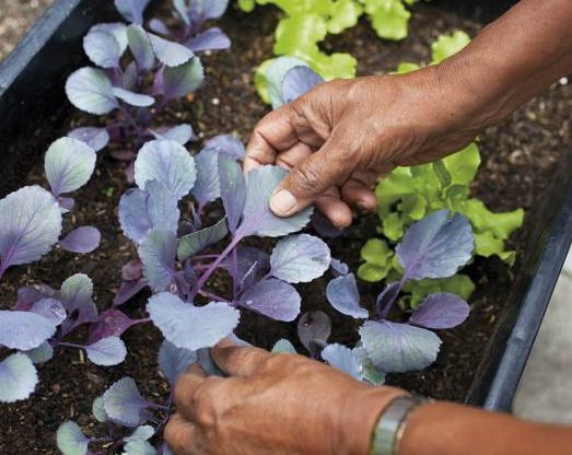 Disminuyó la inseguridad alimentaria gracias a la agricultura urbana
