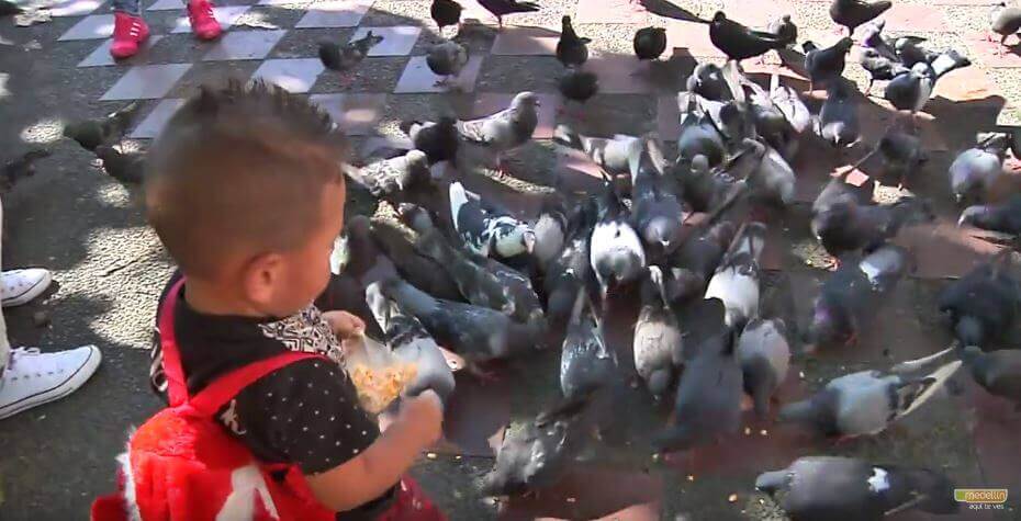 Se estudia en Medellín un mecanismos anticonceptivos para palomas