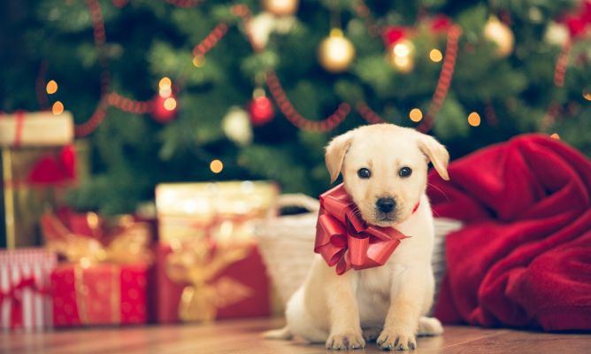Autoridades recomiendan no contribuir con el comercio de animales