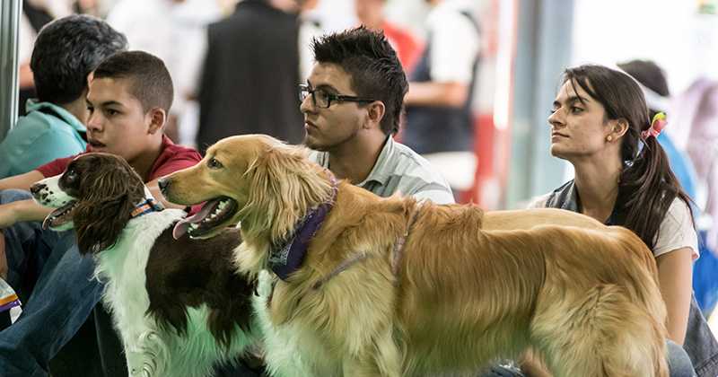 Estos son los requisitos para viajar con su mascota en el Metro de Medellín