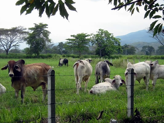 Hernando Sánchez Sierra: impacto ambiental de la ganadería es bajo y de origen natural