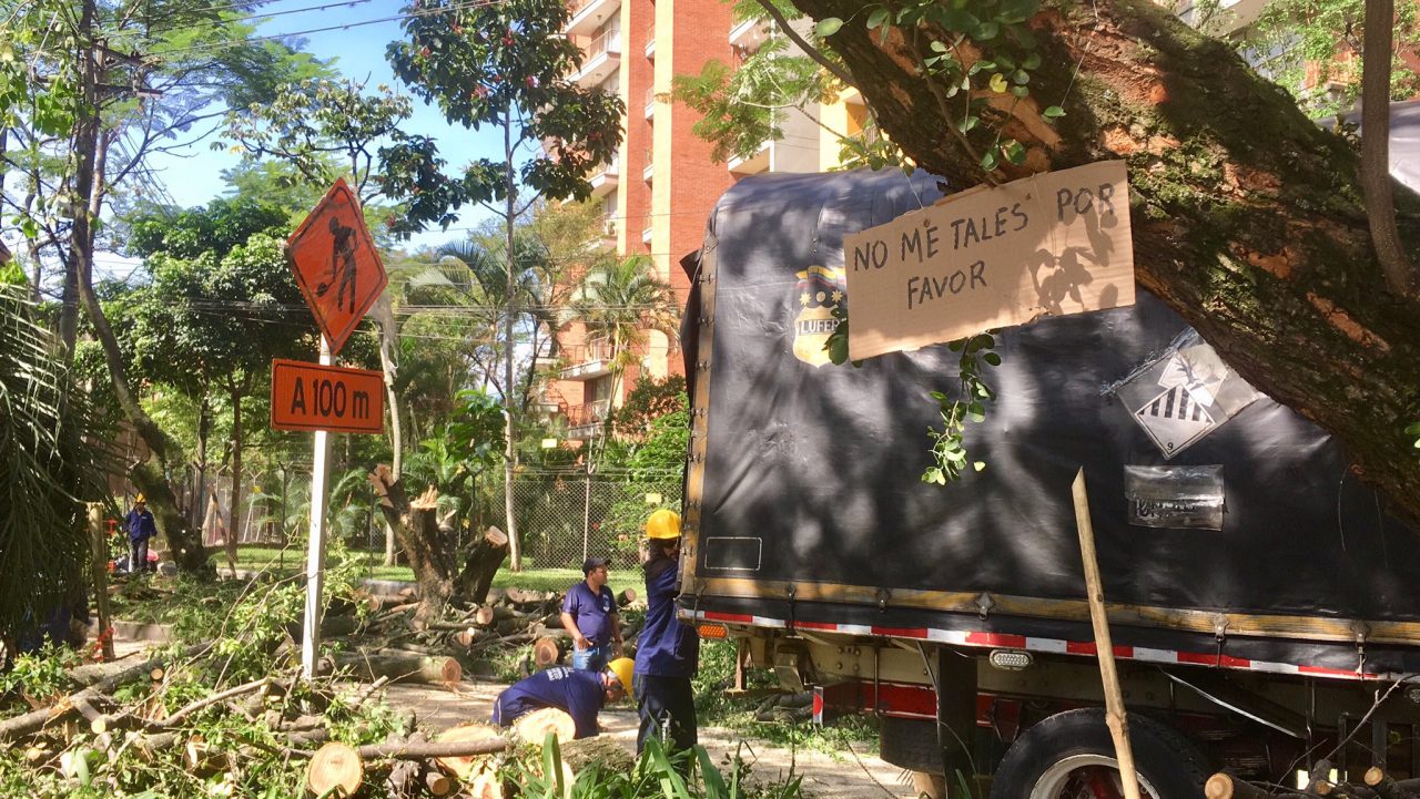 Concejales de Medellín rechazaron la tala del Túnel Verde de Envigado