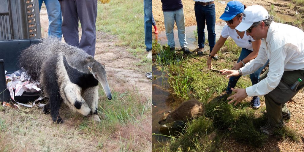 Reserva Yurumí ha rescatado más de 500 animales silvestres en 7 años