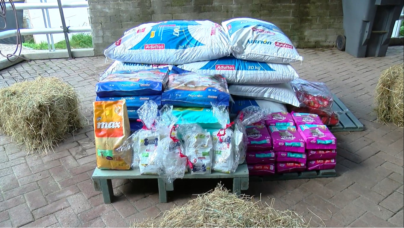Iniciativa del CES recolecta alimentos para animales callejeros