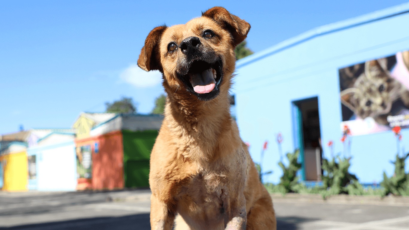 Alcaldía de Medellín emprende acciones para la protección animal