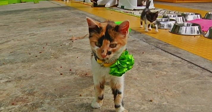 En pandemia ha aumentado la adopción de mascotas
