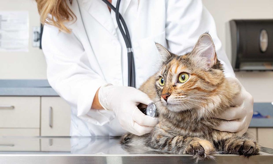 Abiertas inscripciones para la esterilización de perros y gatos en Medellín