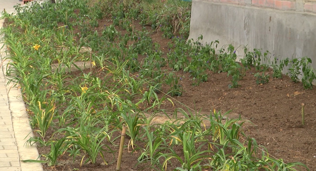 Plan para instalar 300 metros cuadrados de muros verdes en Medellín