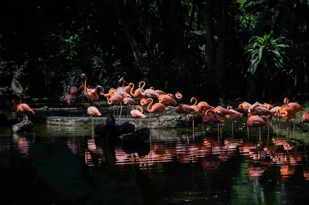 Medellín tiene nueva Subsecretaría de Protección y Bienestar Animal