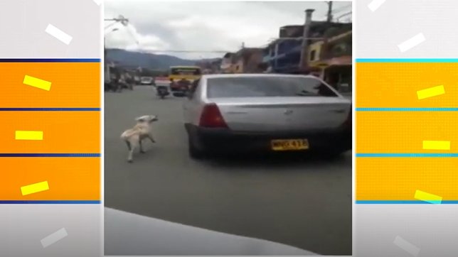 Rechazan presunto caso de abandono de mascota en Medellín