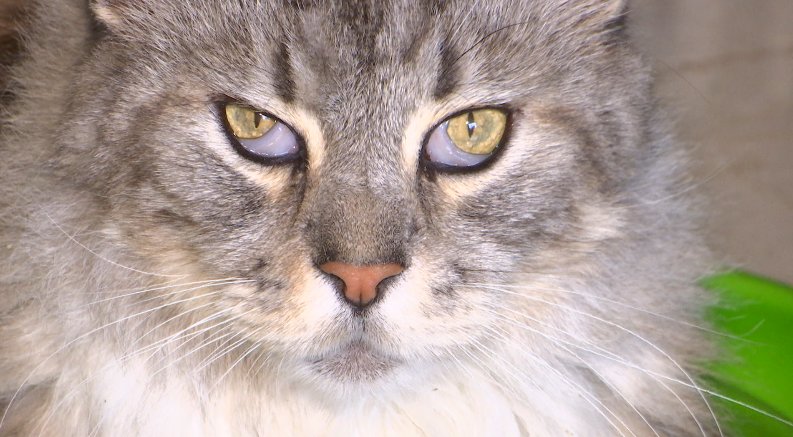 Después de ocho meses el primer gato con marcapasos está en perfectas condiciones