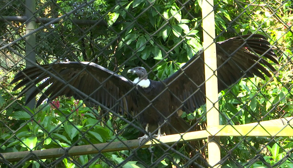 Parque de la Conservación se prepara para el cuidado de animales en alborada