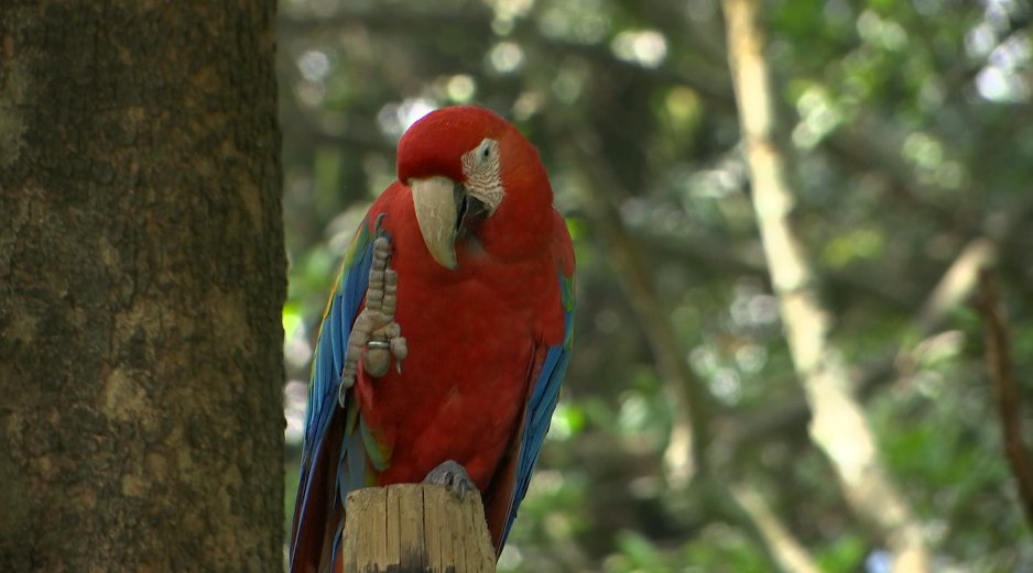 Con terapias veterinarios previenen el pánico de animales por la quema de pólvora