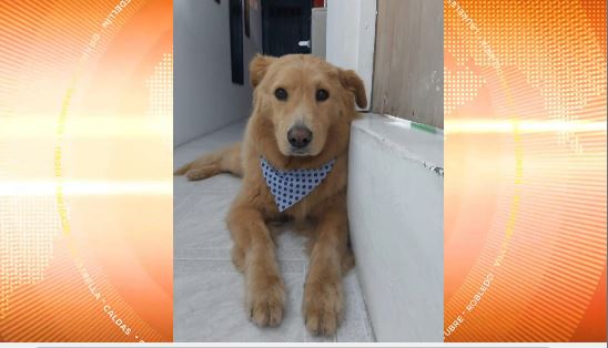 Toby será el segundo animal doméstico en tener un marcapasos
