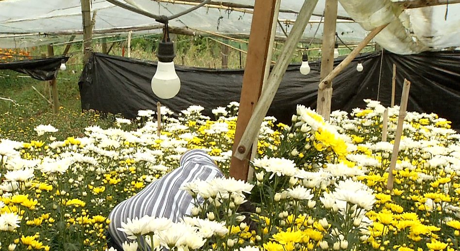 Por exportación de San Valentín escasean algunas flores