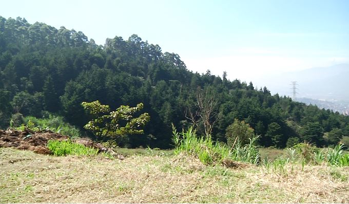Medellín garantiza la conservación de 4.319 hectáreas de bosques nativos
