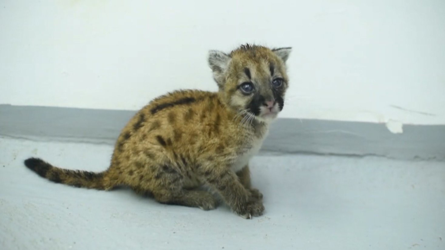 Rescatan cachorra de puma que se encontraba en cautiverio