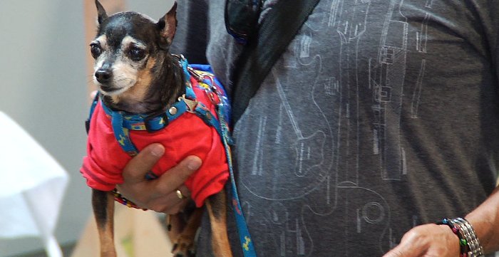 Temporada de lluvias podría generar afecciones de salud en las mascotas