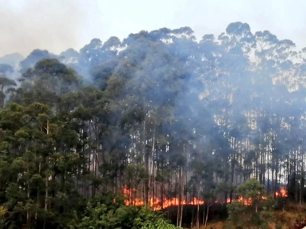 Recomendaciones para evitar incendios forestales
