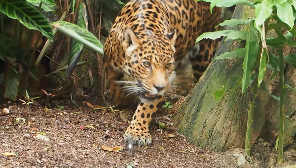 Jaguares tienen nuevo hábitat en el Parque de la Conservación