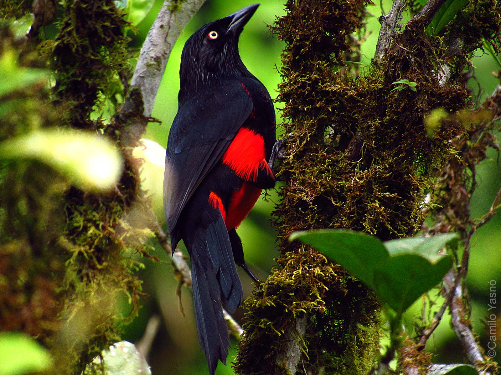 Aprueban Proyecto de Ley que busca crear un mecanismo de información para prevenir y evitar el tráfico ilegal de fauna y flora silvestre en Colombia