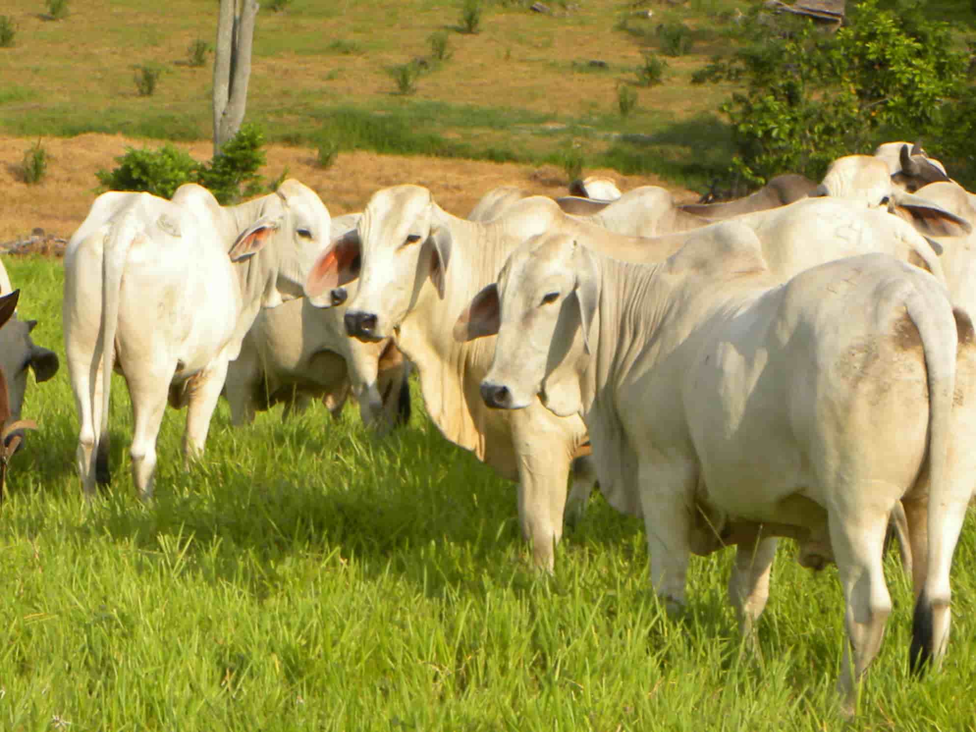 Colombia obtiene certificación oficial de la OMSA como territorio libre de fiebre aftosa en mayo de 2023