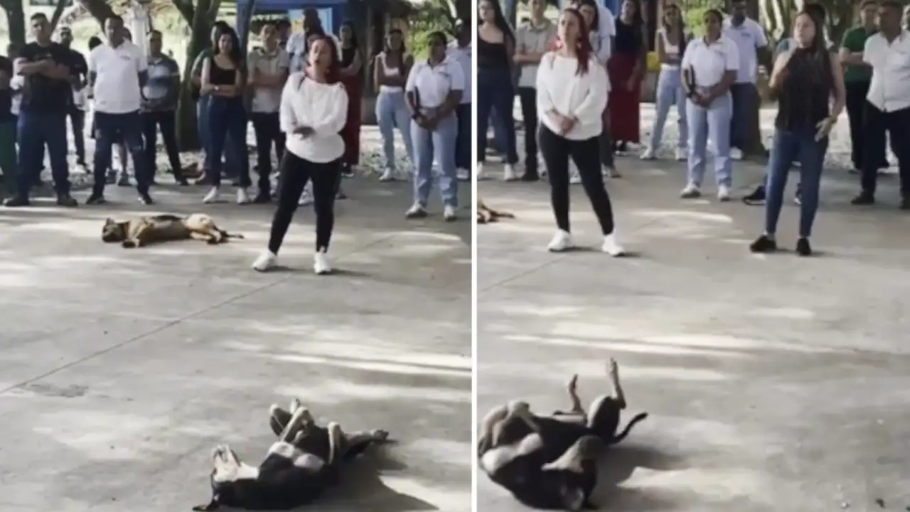 Alcalde de La Pintada deberá dar explicaciones a la Procuraduría por prohibir alimentar a perritos