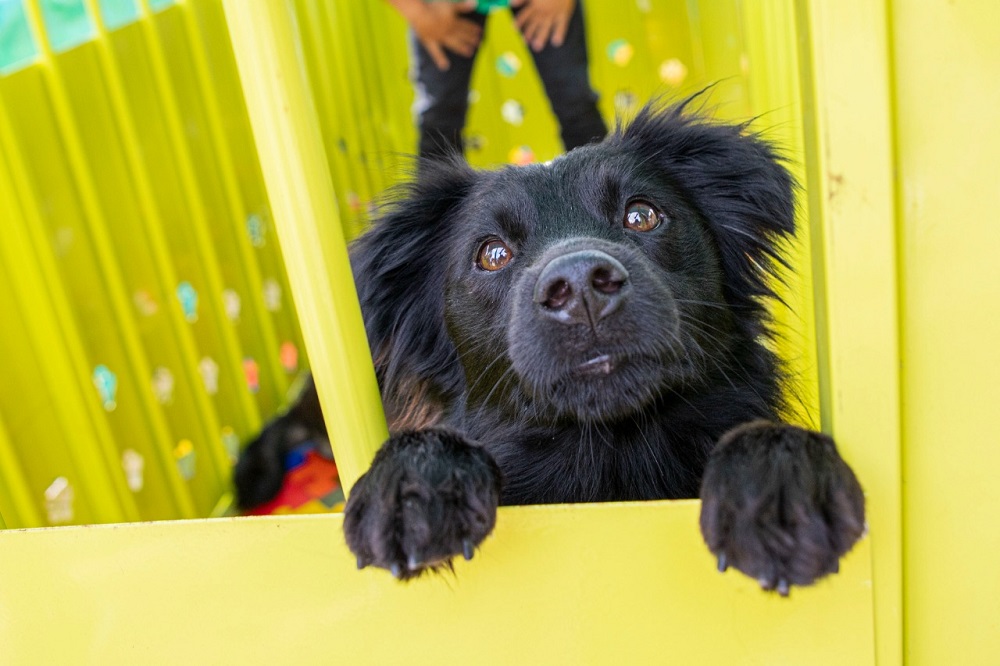 Hay jornada de adopción de La Perla y así puede darle un hogar a un peludito