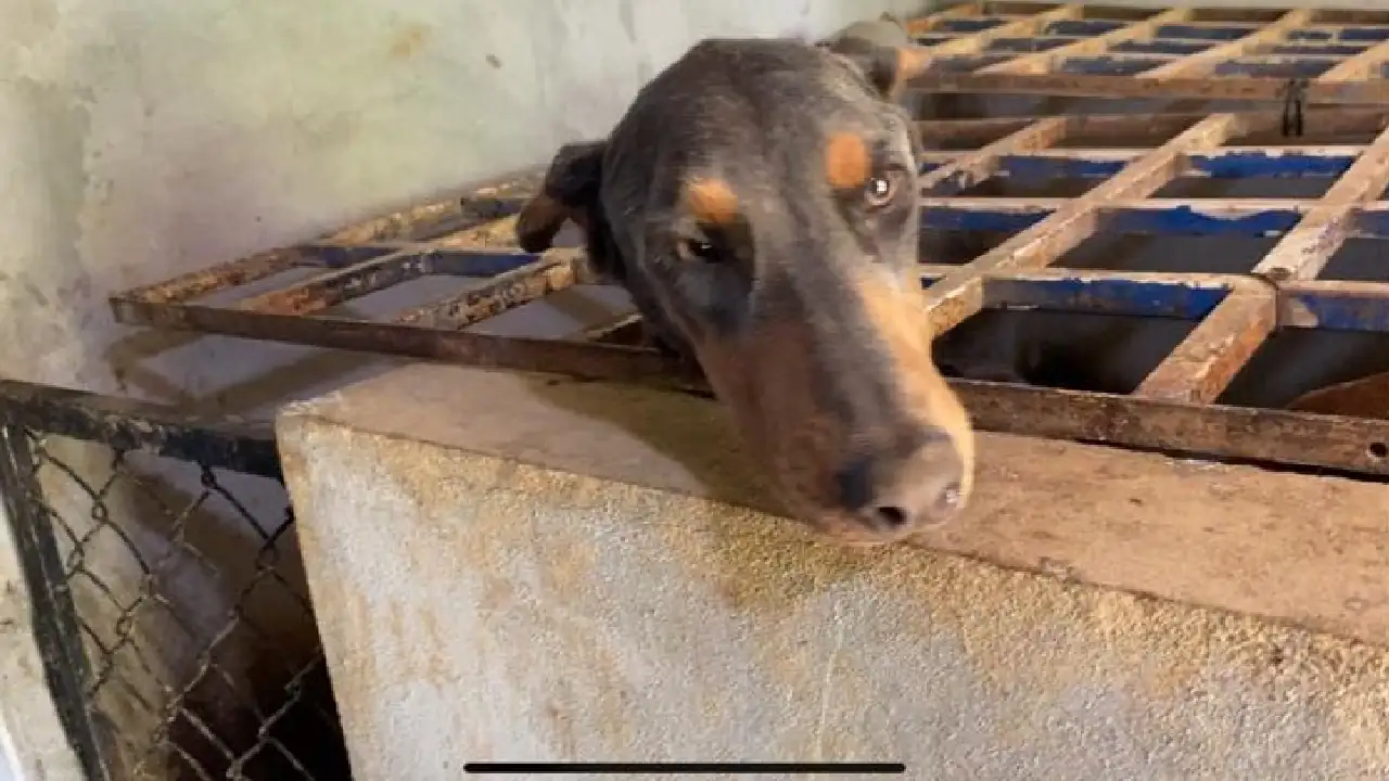 ¿Alarmante? 134 animales domésticos han sido rescatados en Medellín por casos de maltrato