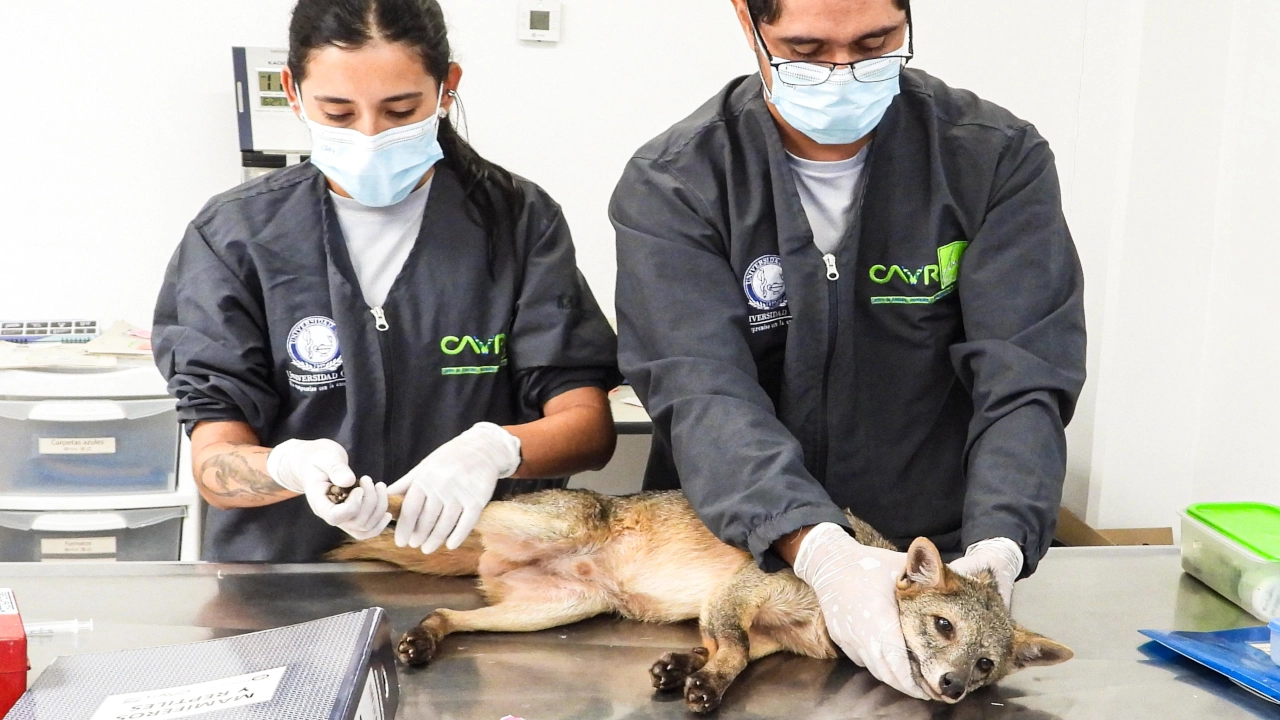 ¿Ha visto alguno? En el Valle de Aburrá hay zorro perros, muchos han sido atropellados, cuidarlos es compromiso de todos