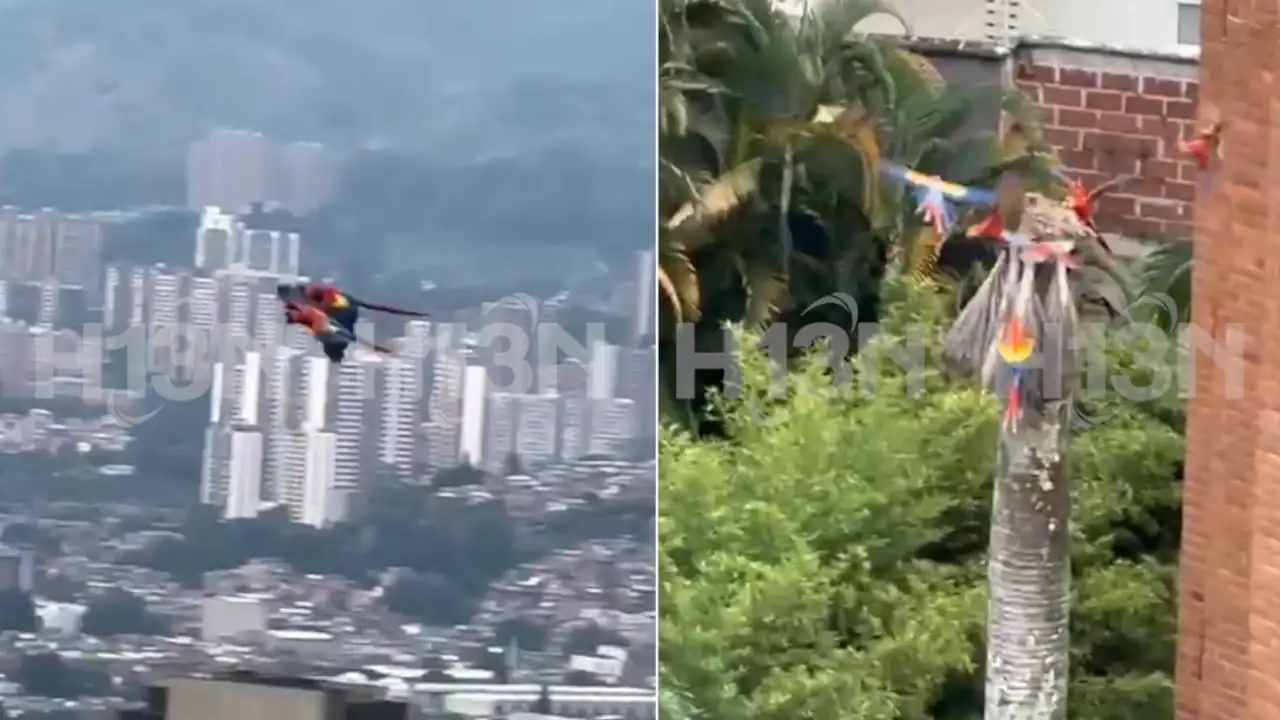 [Video] Guacamayas alegran el cielo en Las Palmas: un espectáculo natural que sorprende