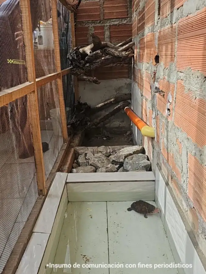 En Medellín, un hombre se enfrenta a juicio por tener a cinco boas y a una tortuga en cautiverio