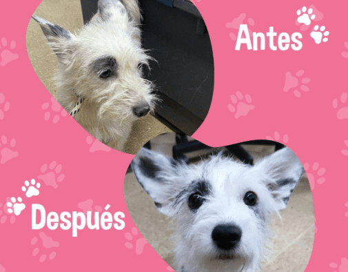 Así se recuperó perrita abandonada con 4 cachorros en Medellín, ahora busca nuevo hogar