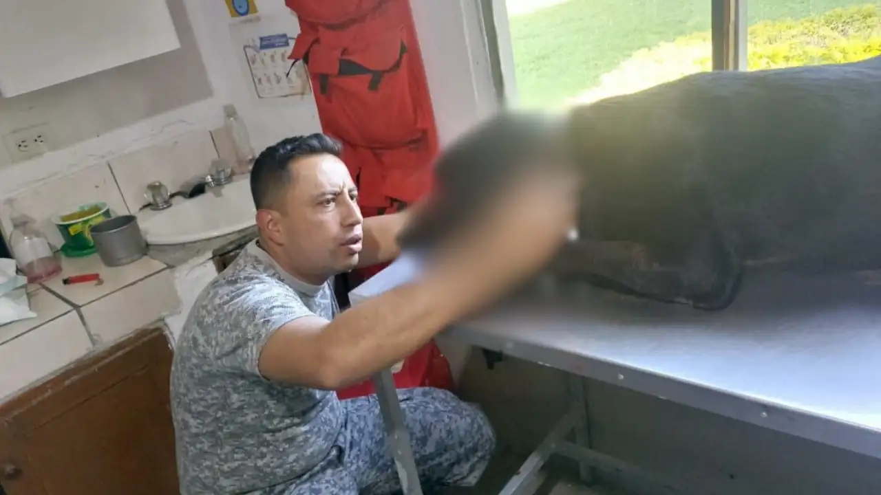 Fuerza Aérea rescata a un perrito soldado y su guía tras ser víctimas de una mina antipersonal en Anorí