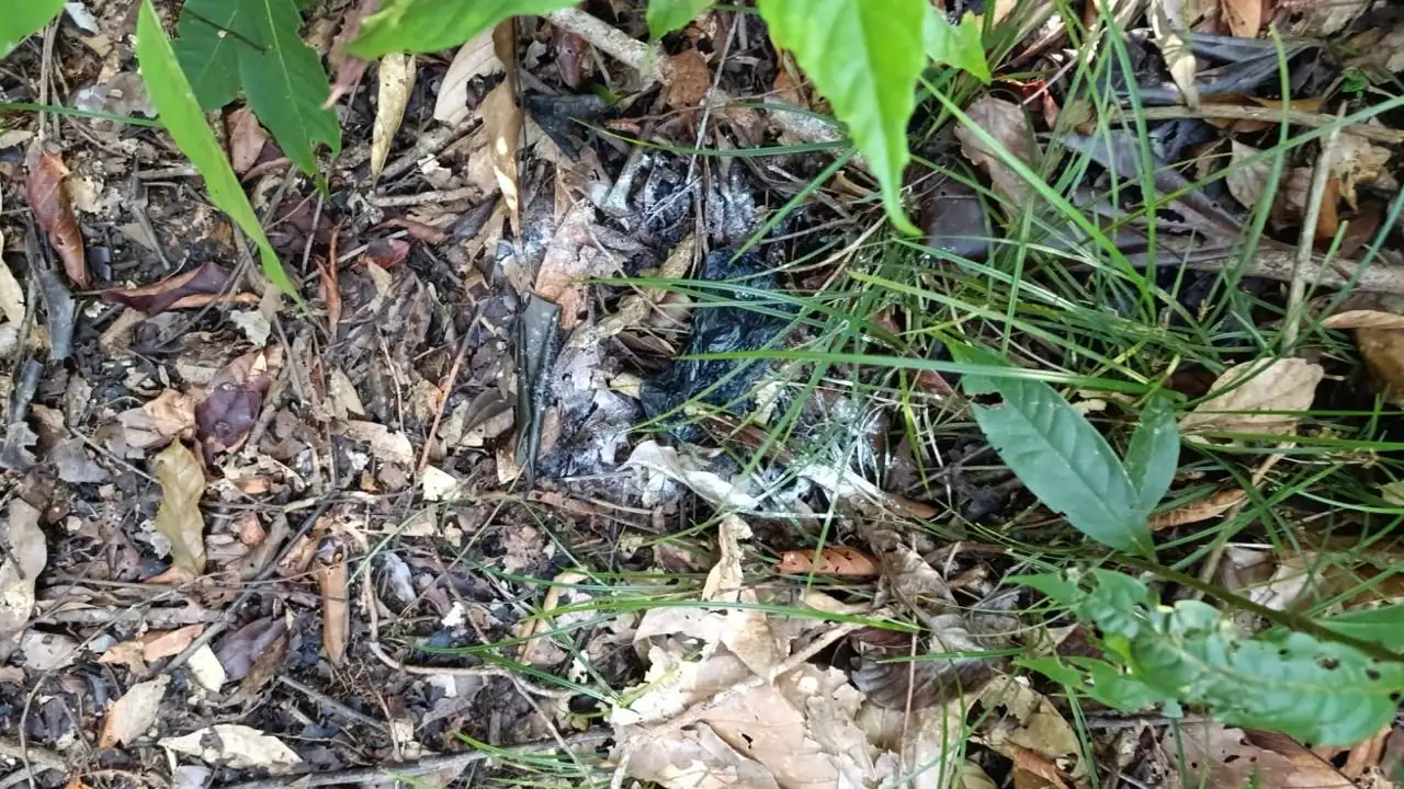 ¡Qué peligro! Clan del Golfo habría instalado más de 20 explosivos en zona rural de Cáceres: Ejército destruyó los artefactos