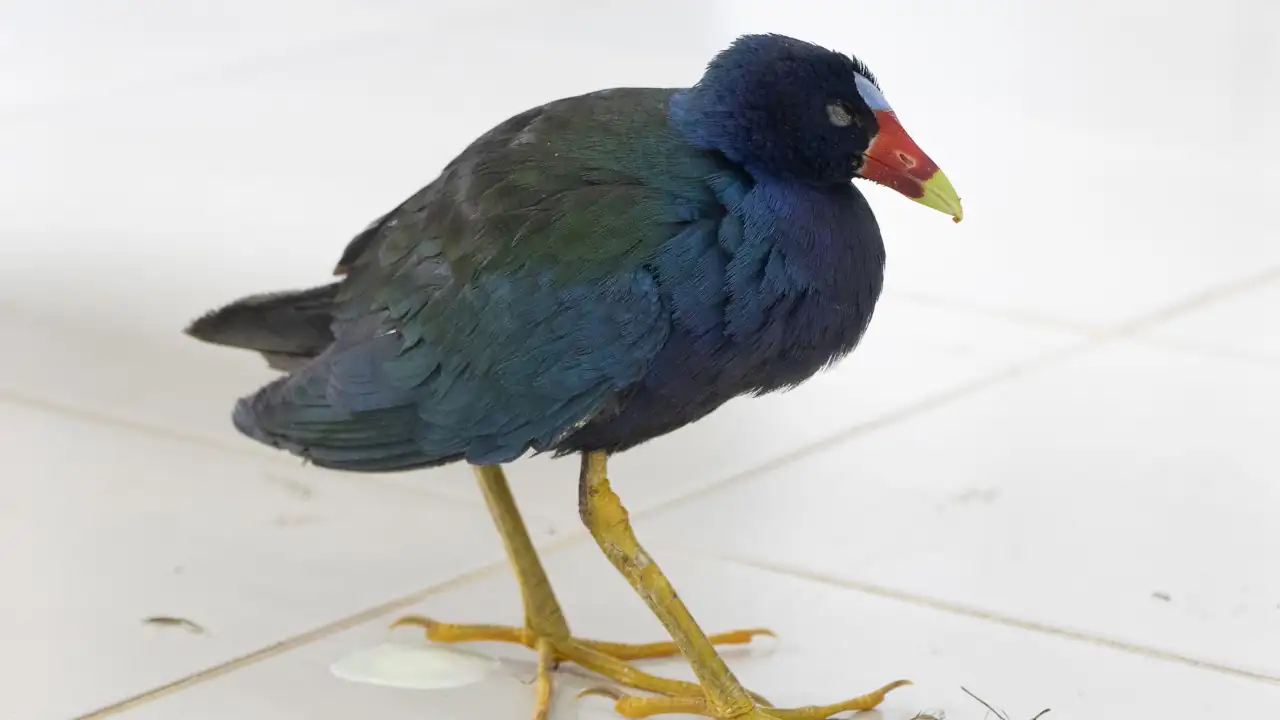 45 animales silvestres afectados por la pólvora fueron auxiliados por Cornare